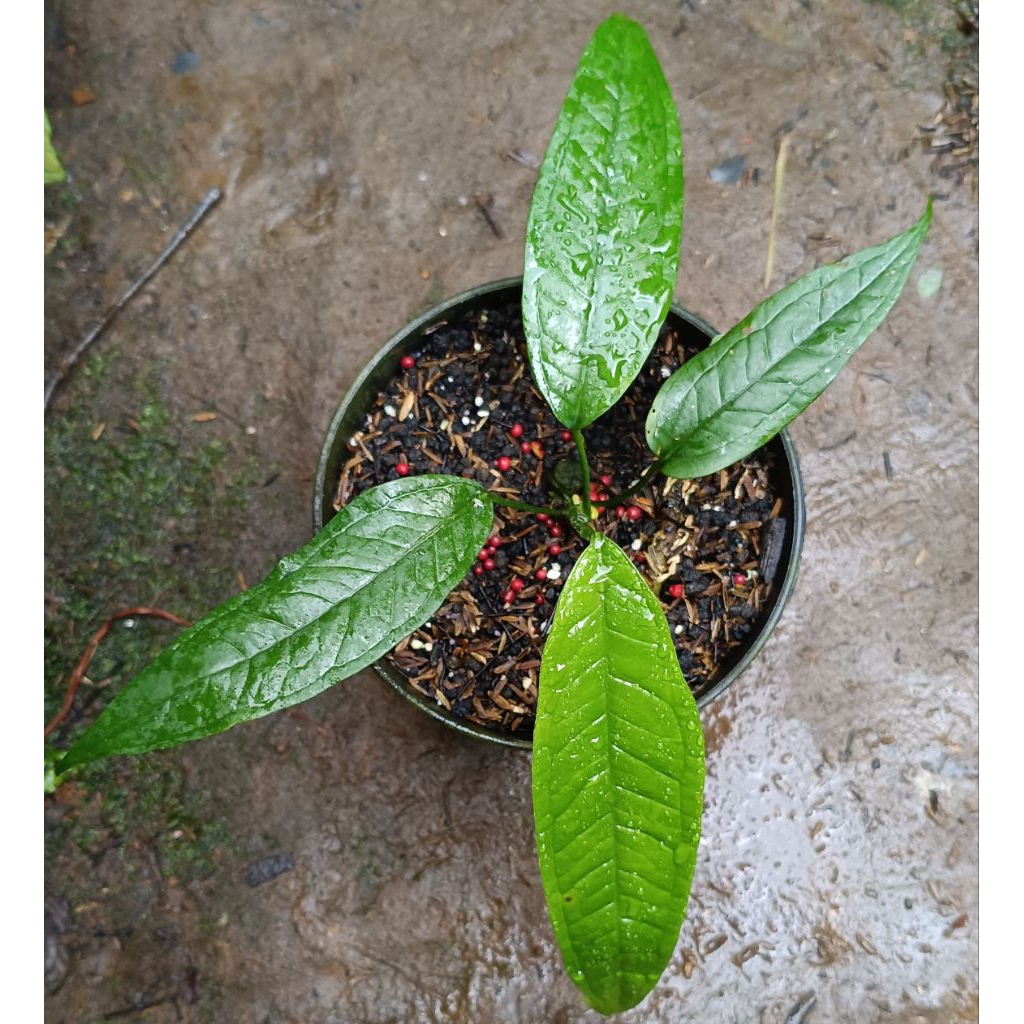Jual Anthurium Moonenii - Tanaman Hias Anthurium Moonenii / Monenii |  Antorium Moonenii | Shopee Indonesia