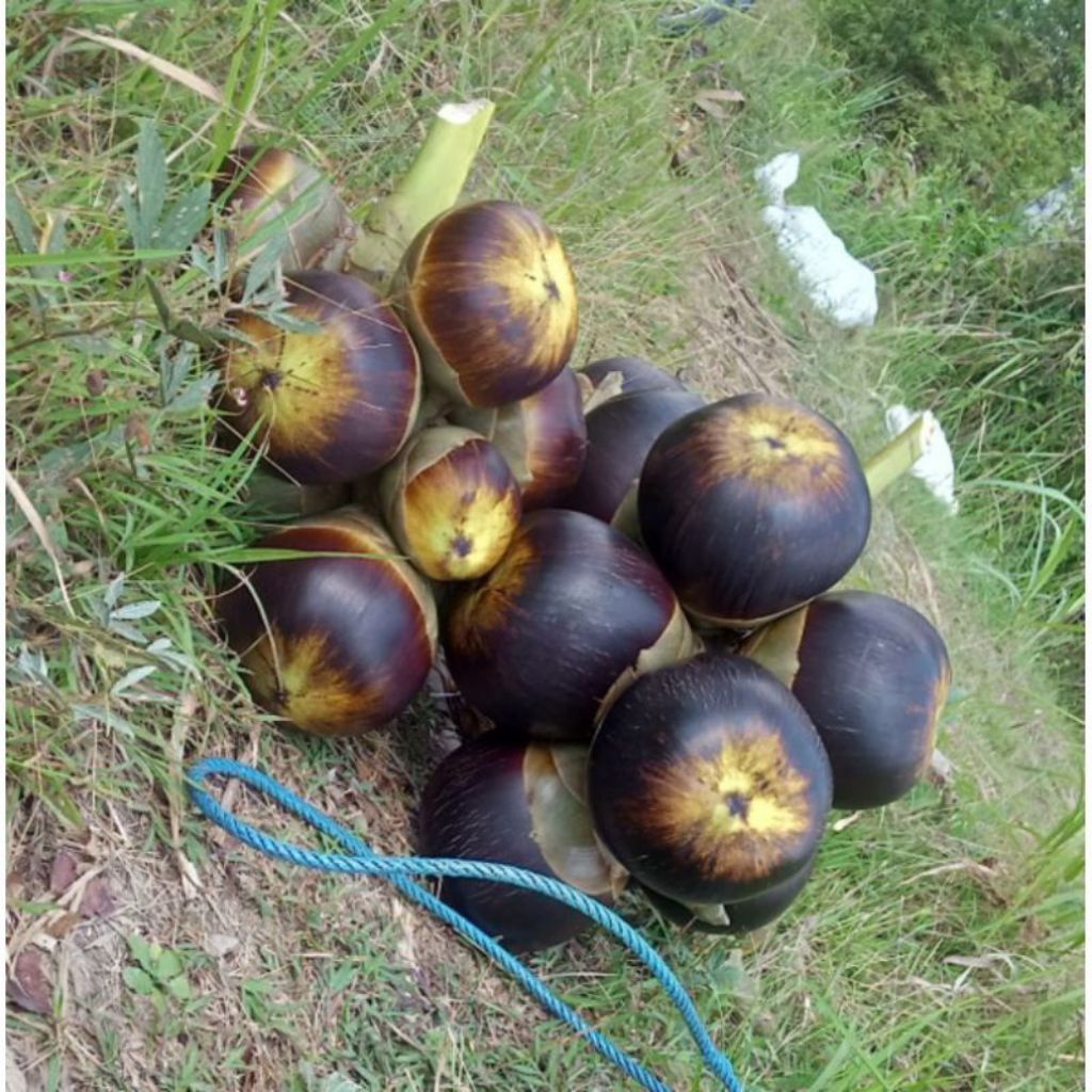 Jual Buah Siwalan Paket 25 pcs | Shopee Indonesia