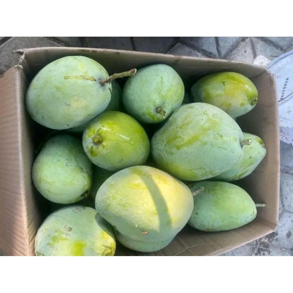 Jual mangga indramayu/mangga cengkir fresh khas indramayu 1kg | Shopee ...