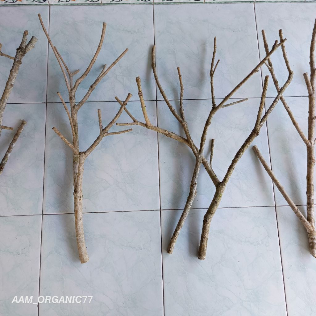 Jual Ranting Kayu Cabang Bahan Kerajinan Ranting Kayu Khas Madura ...