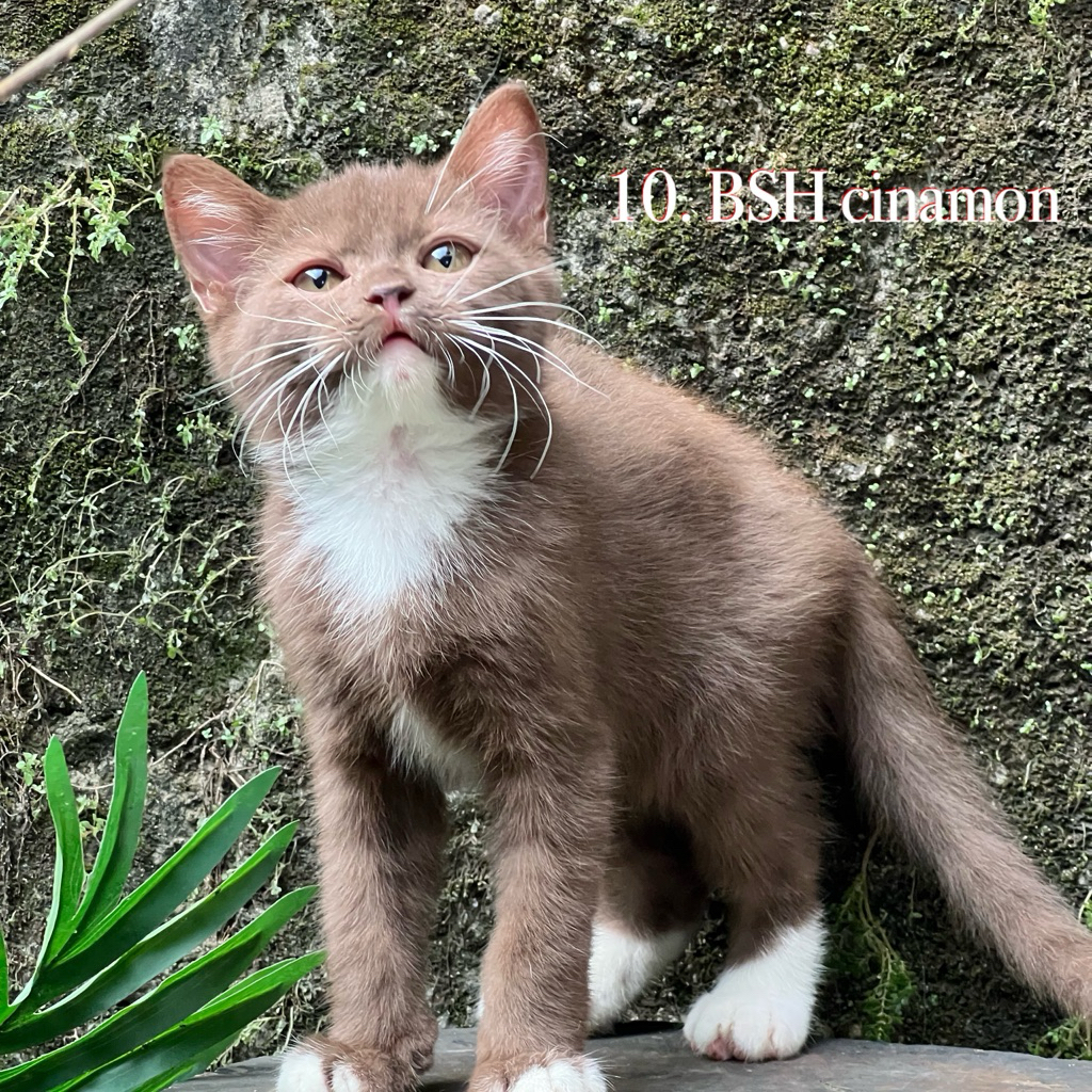 Jual Kucing British shorthair cinamon jantan | Shopee Indonesia