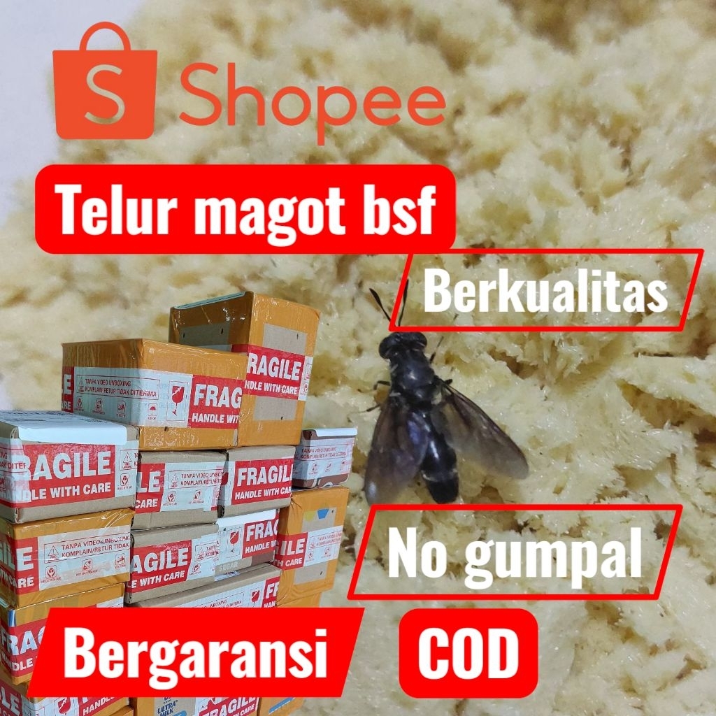 Jual TELUR MAGOT BSF PAKET 100GR | Shopee Indonesia