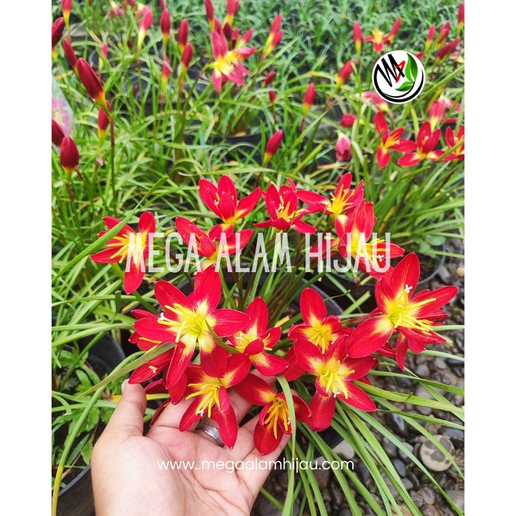 Jual Tanaman Hias Paket Rain Lily Rare All Color - Bunga Hujan Langka ...
