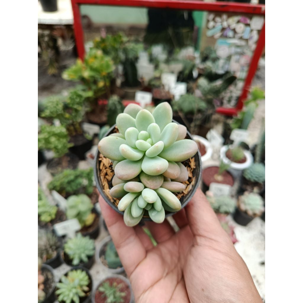 Jual [ New ] Sukulent Rococo Kaktus Sukulent Tanaman Hias | Shopee ...