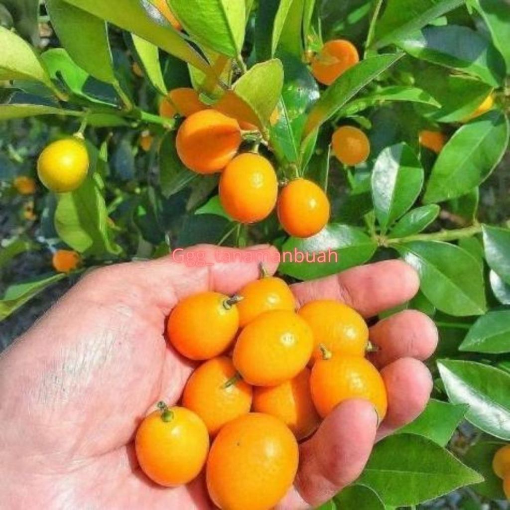 Bibit Jeruk Kimkit Sudah Berbuah Super