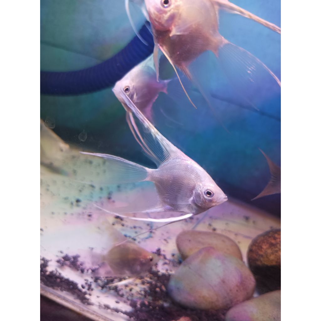 Jual STICKER IKAN MANFISH PLATINUM SLAYER | Shopee Indonesia