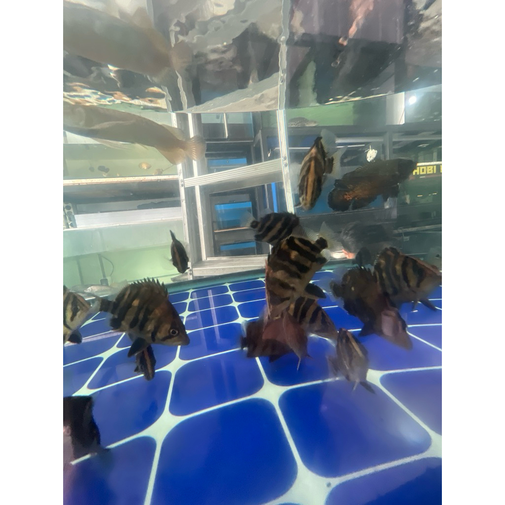 Jual Ikan Datz Sumatra Terlengkap & Harga Terbaru Agustus 2026 | Shopee ...