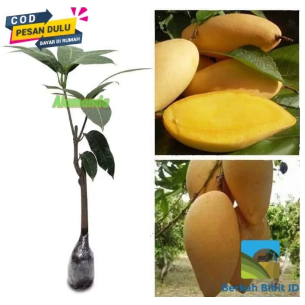 Jual Bibit tanaman mangga golden okulasi super | Shopee Indonesia