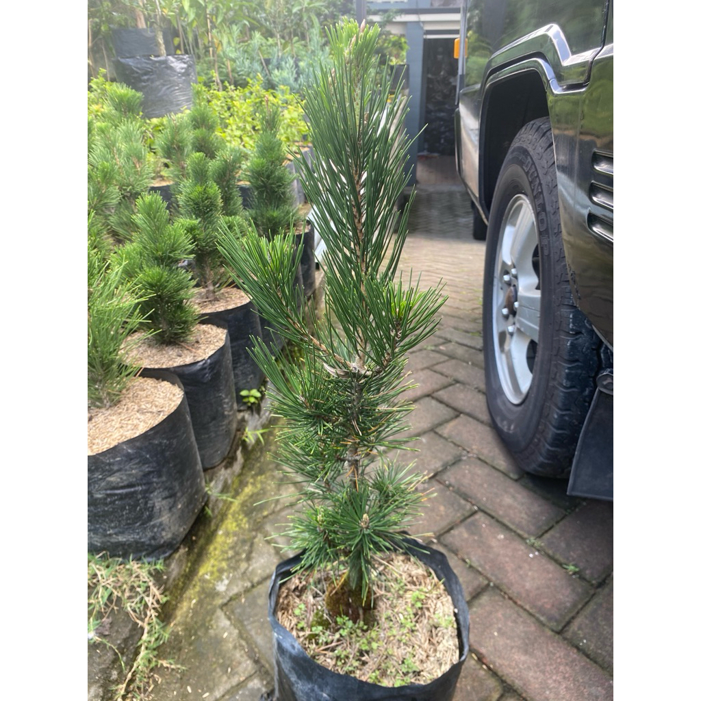 Jual Pohon Japanese Black Pine Tanaman Hias Bonsai | Bibit Pinus Hitam ...
