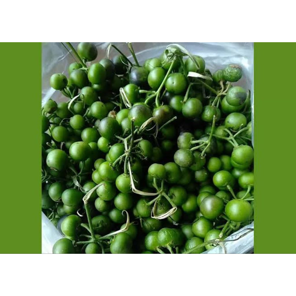 Jual Leunca / Lenca / Ranti 250gr | Shopee Indonesia