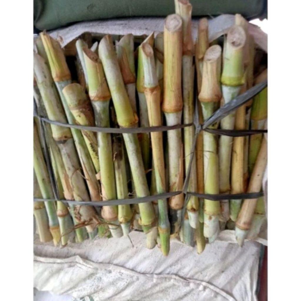 Jual 1 KG Bibit Rumput Pakchong Super Unggul – Pakan Ternak Sapi ...