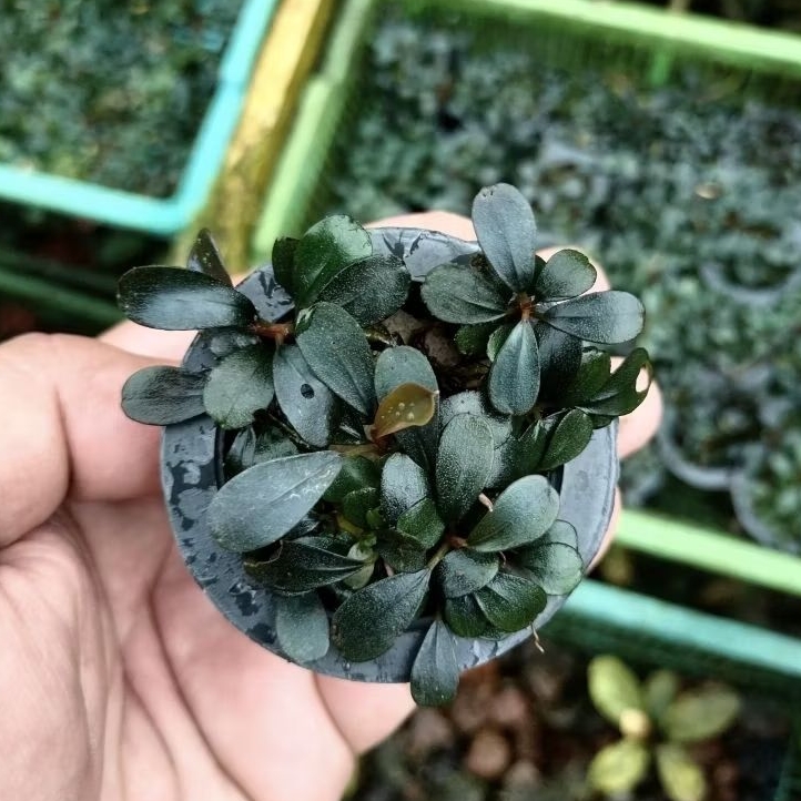 Jual bucephalandra mini dark leaf per pot | Shopee Indonesia