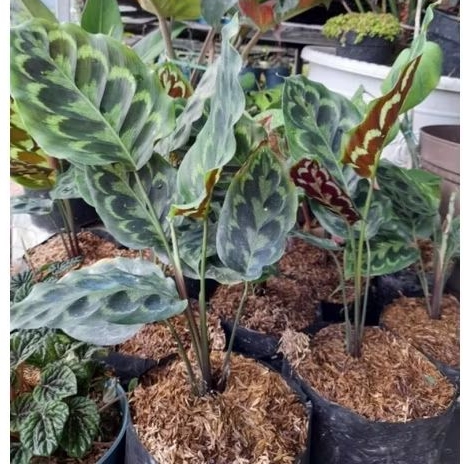 spike dracaena Dracaena / Cordyline indivisa: Star Plant for Summer Containers