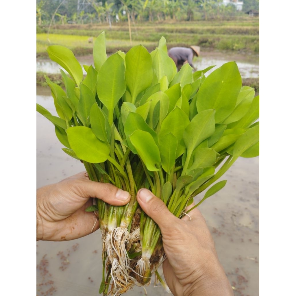 Bibit Genjer Hidup Cocok untuk Kebun Rumah & Hidroponik Bibit Unggul (Per Batang) Bonus Tambahan