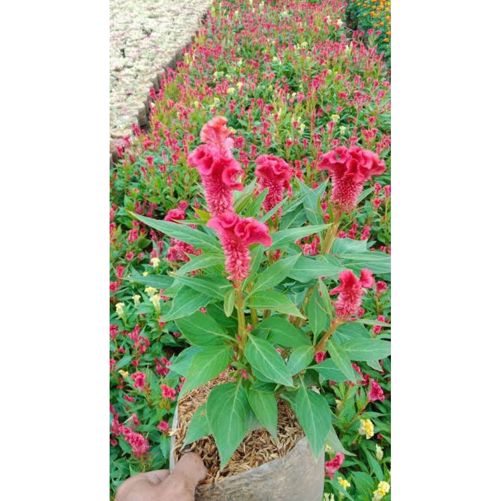 Jual Tanaman hias jengger ayam merah - bunga jengger ayam merah ...