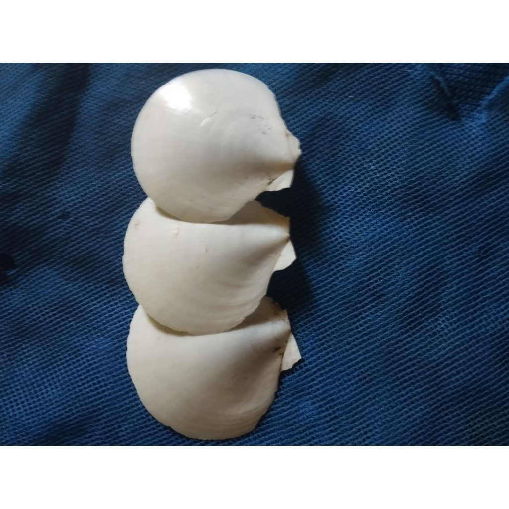 Jual cangkang kerang, kerang simping kerang kipas putih 250gram ...