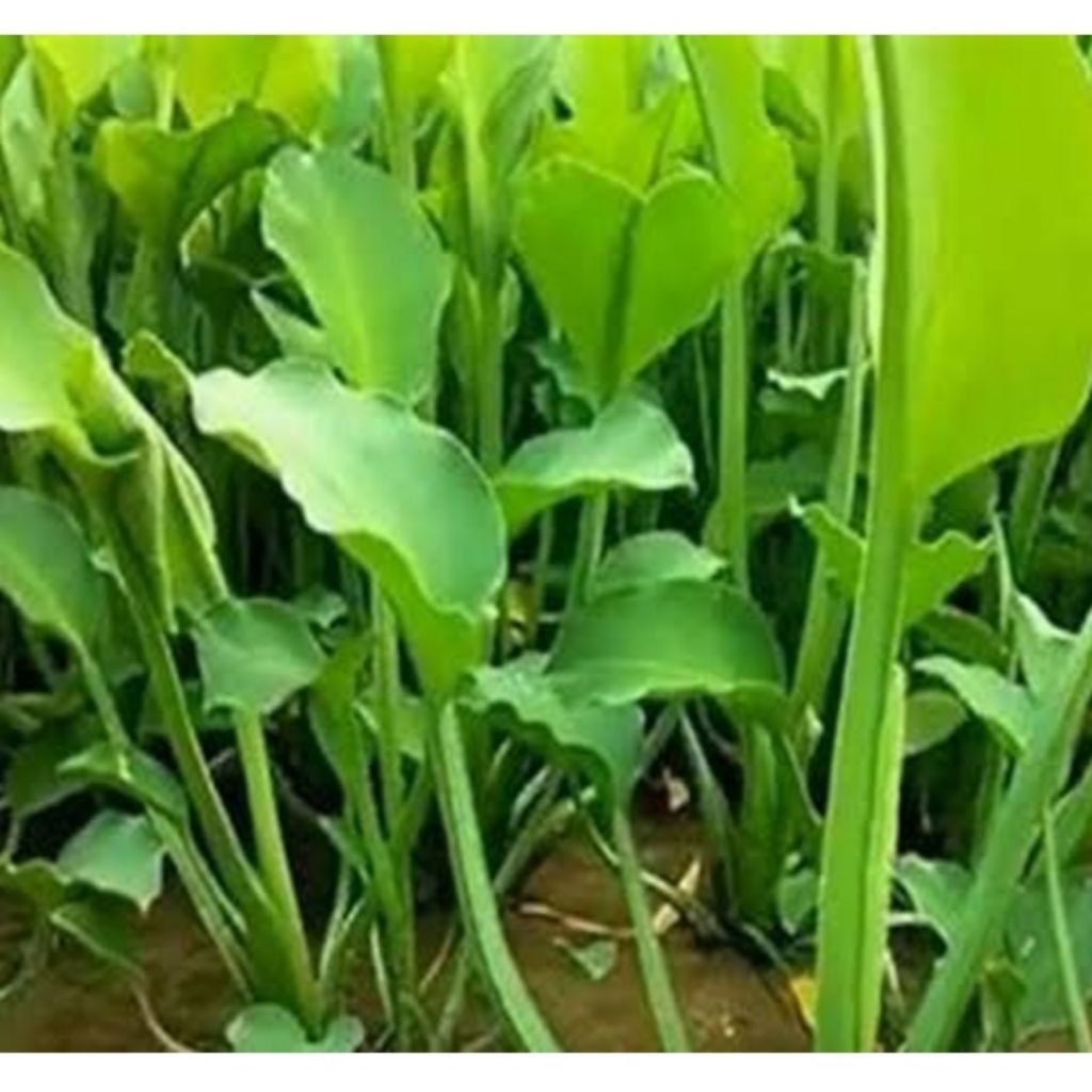Jual bibit sayur genjer 10 batang ukuran +-20cm | Shopee Indonesia