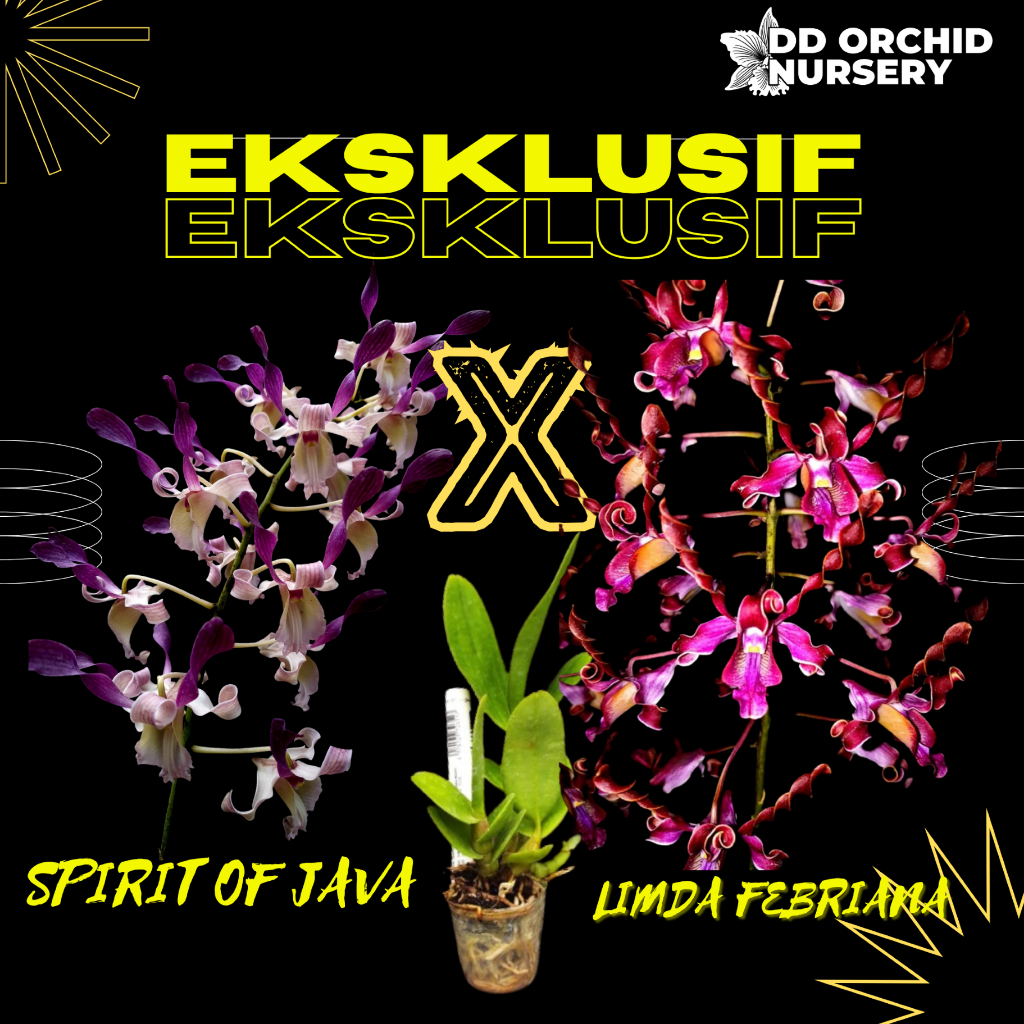 Jual DD Orchid Seedling Anggrek Dendrobium Spirit Of Java x Den. Linda ...