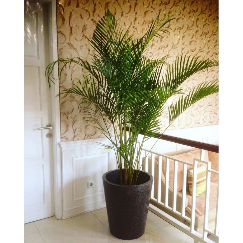 Jual >(BISA COD) pohon palm kuning rumpun tanaman hias palem kuning ...