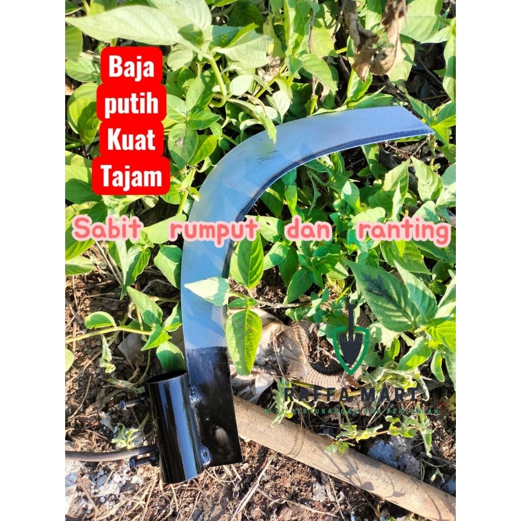 sabit pisau pinang untuk memotong rumput /ranting dahan pohon dan buah yg tinggi