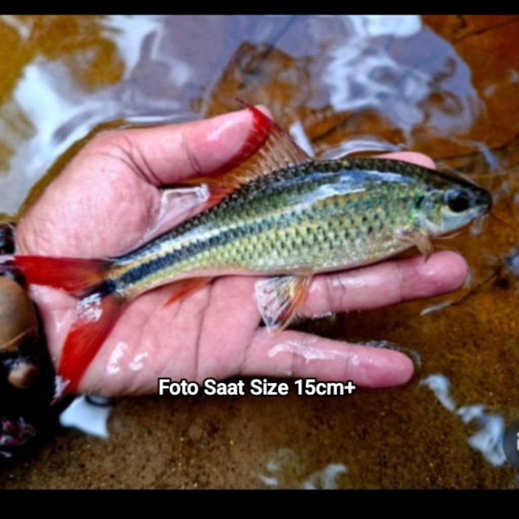 Jual (Rare Fish) Osteochilus Wandersi (Ikan Rong) 7-9cm | Ikan Endemik ...