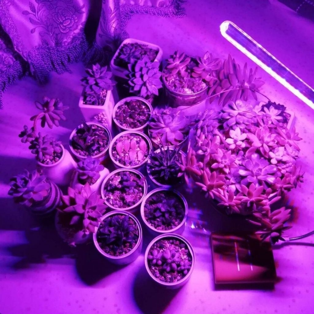 Jual Lampu Cahaya Tanaman Grow Light LED Full Color Spectrum 10W ...