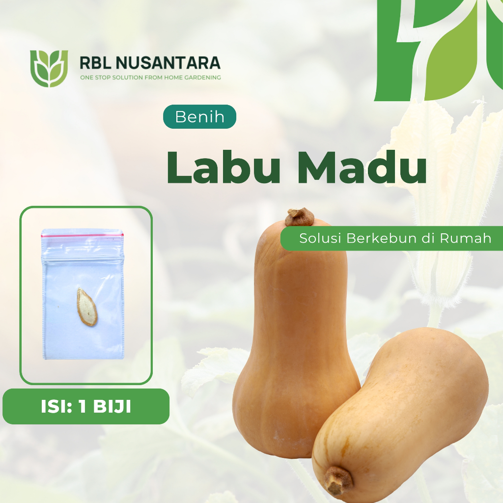 Jual 1 Benih Labu Madu F1 Kualitas Unggul untuk Pertanian Rumahan ...