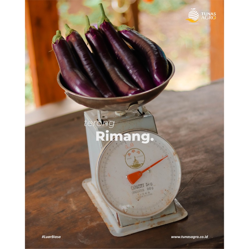 Jual BENIH TERONG UNGU TAVI RIMANG F1 TUNAS AGRO ISI 10 Gram | Shopee ...
