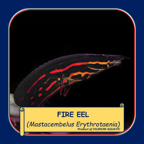 Jual IKAN HIAS AIR TAWAR - SILI API / FIRE EEL (TANKMATE PREDATOR ...
