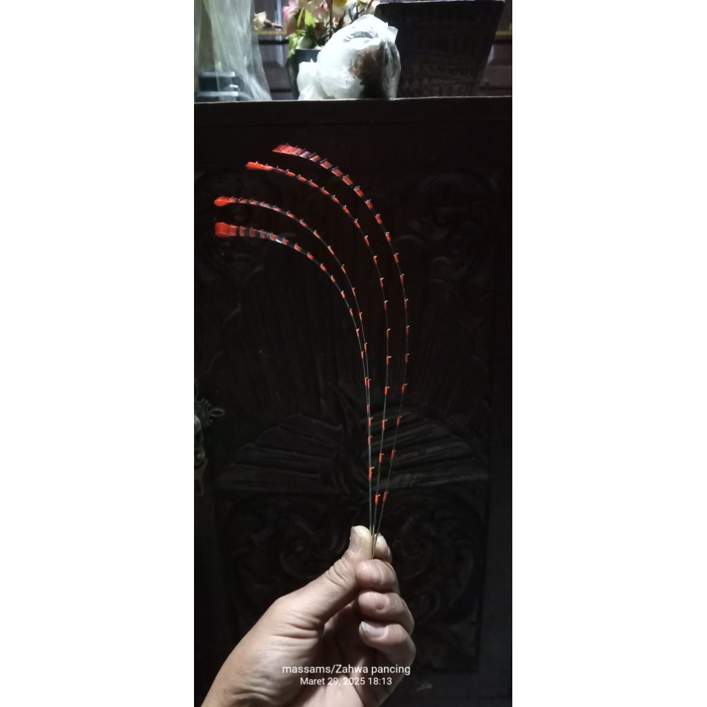 Jual entul waduk,entul wwl | Shopee Indonesia