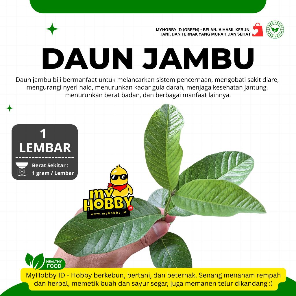 Jual Daun Jambu Biji Bagus & Segar, Dipetik Dadakan! Herbal Psidium ...