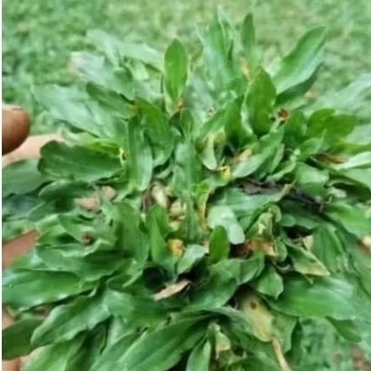 Jual Rumput hias /rumput gajah mini hijau/rumput taman | Shopee Indonesia