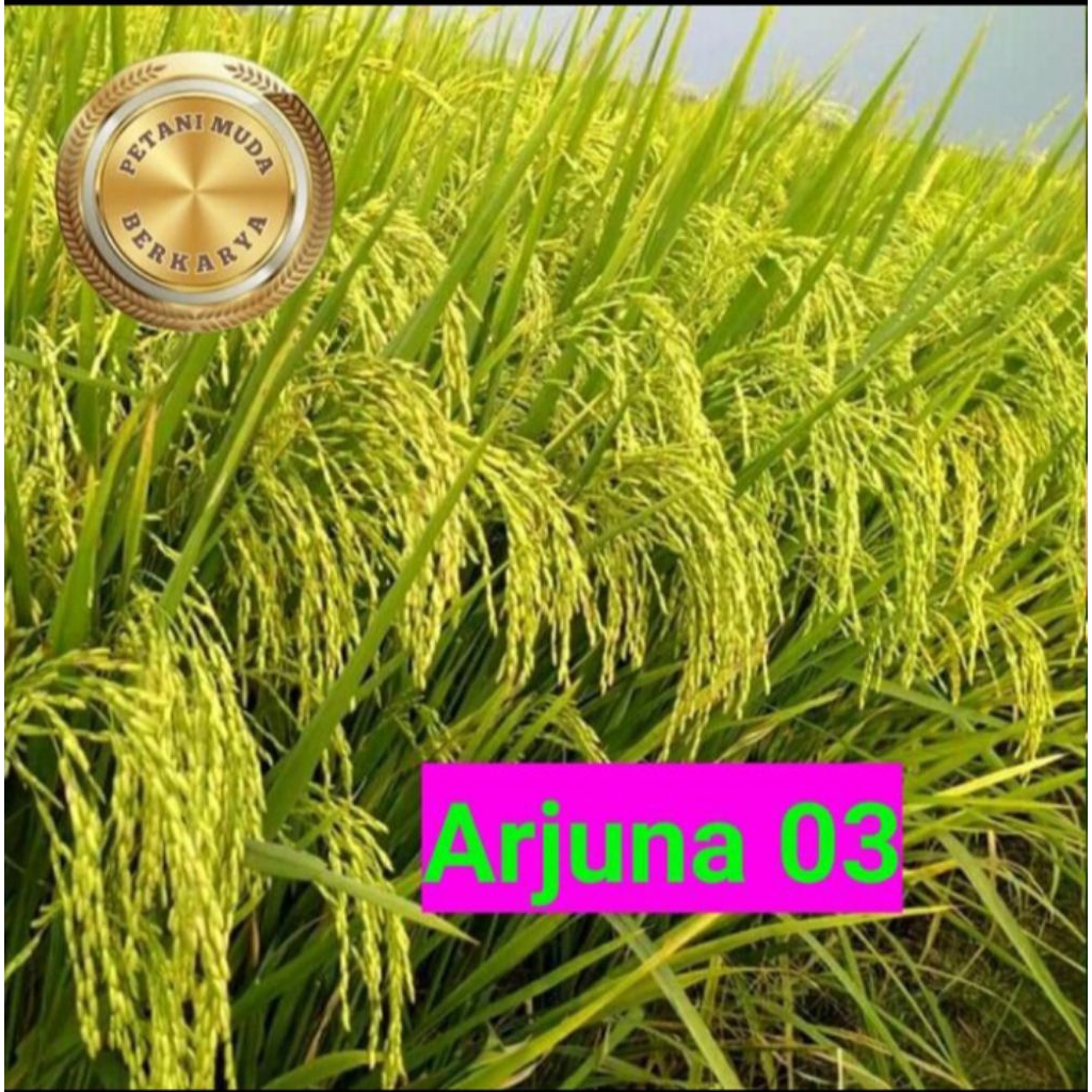 Jual BENIH PADI ARJUNA SUPER PREMIUM KUALIATS UNGGUL KEMASAN 1 KG ...