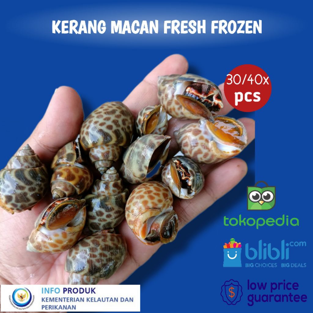 Jual Kerang Macan Fresh Frozen 1Kg | Kerang Laut Macan 1kg | Shopee ...