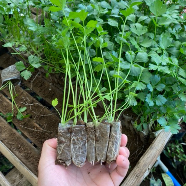 Produk Kebun Muklis | Shopee Indonesia