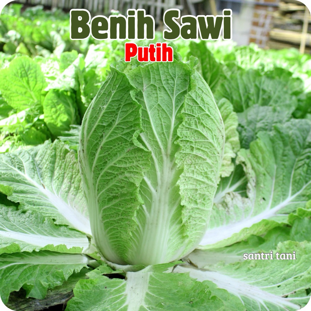 100 Bibit - Benih Sawi Putih Petsai Sawi Box
