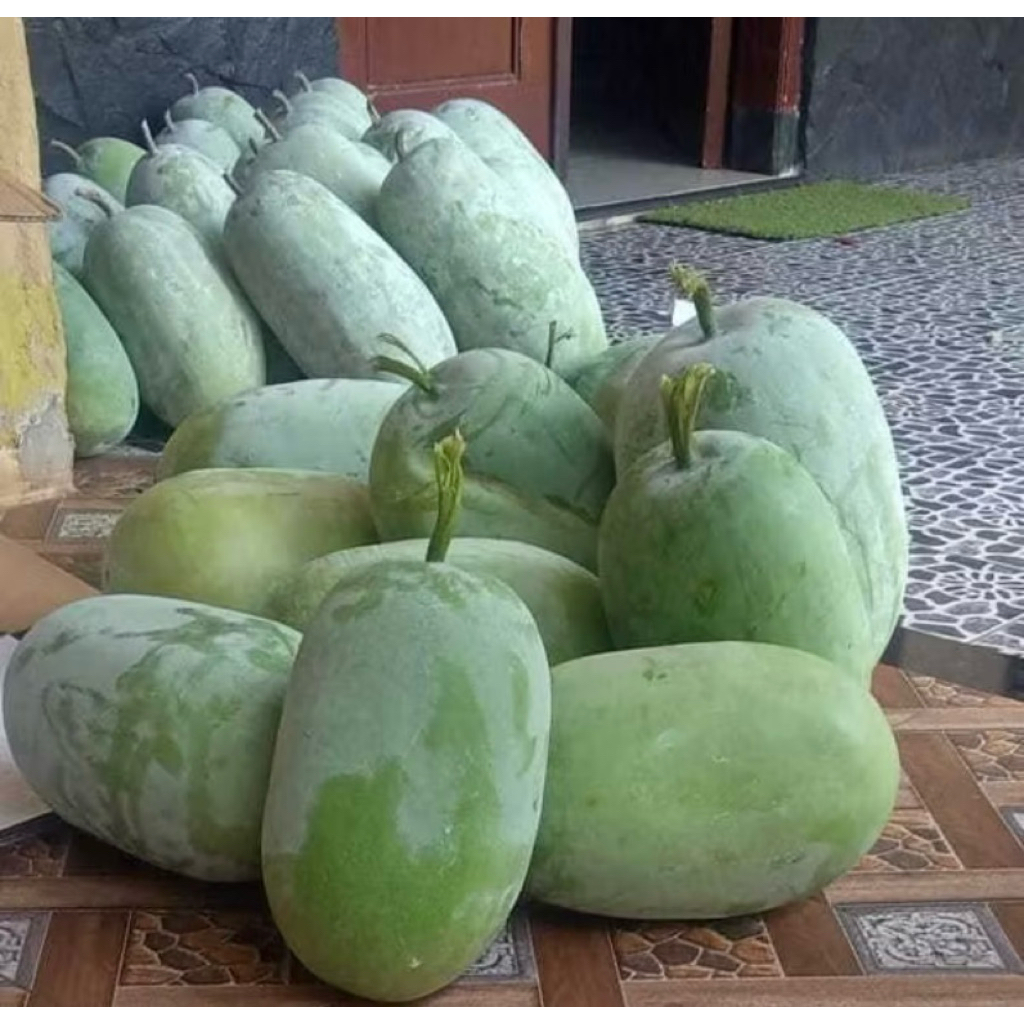 Jual Buah Kundur Winter Melon Beligo Baligo Bligo Blonceng Benincasa ...