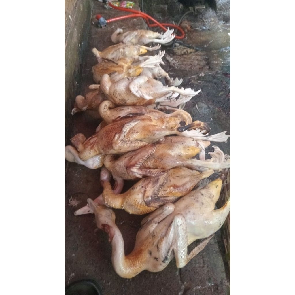 Jual Entok potong daging entok fresh | Shopee Indonesia