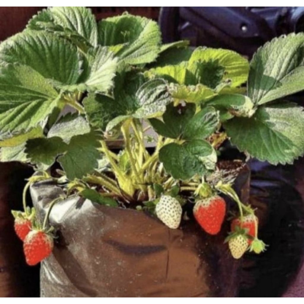 Jual Pohon Strowbery Besar Bibit Tanaman Pohon Buah Strowberry Jumbo ...