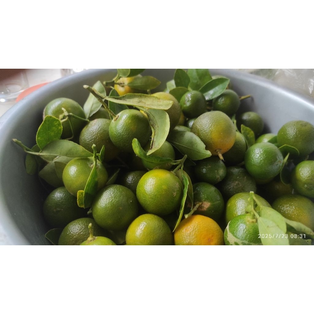 Jual Jeruk Sonkit Calamansi lemon Cui 1 Kg | Shopee Indonesia