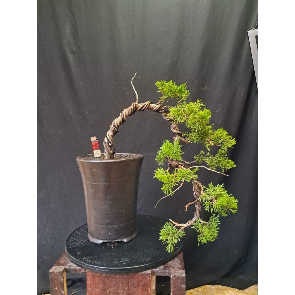 Jual Bonsai Cemara Sinensis Cascade / Bonsai Cemara Air Terjun | Shopee ...