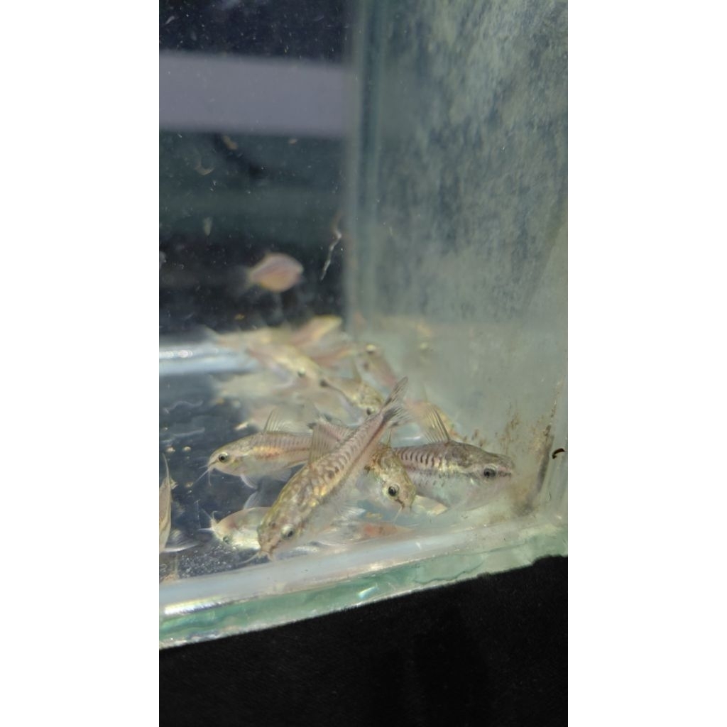Jual corydoras pygmy top grade paket isi 4 | Shopee Indonesia