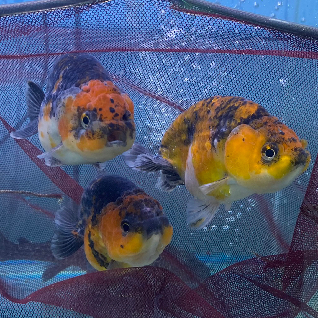 Jual IKAN HIAS KOKI RANCU CALICO KOKI RANCU KOKI RANCU PANCAWARNA ...