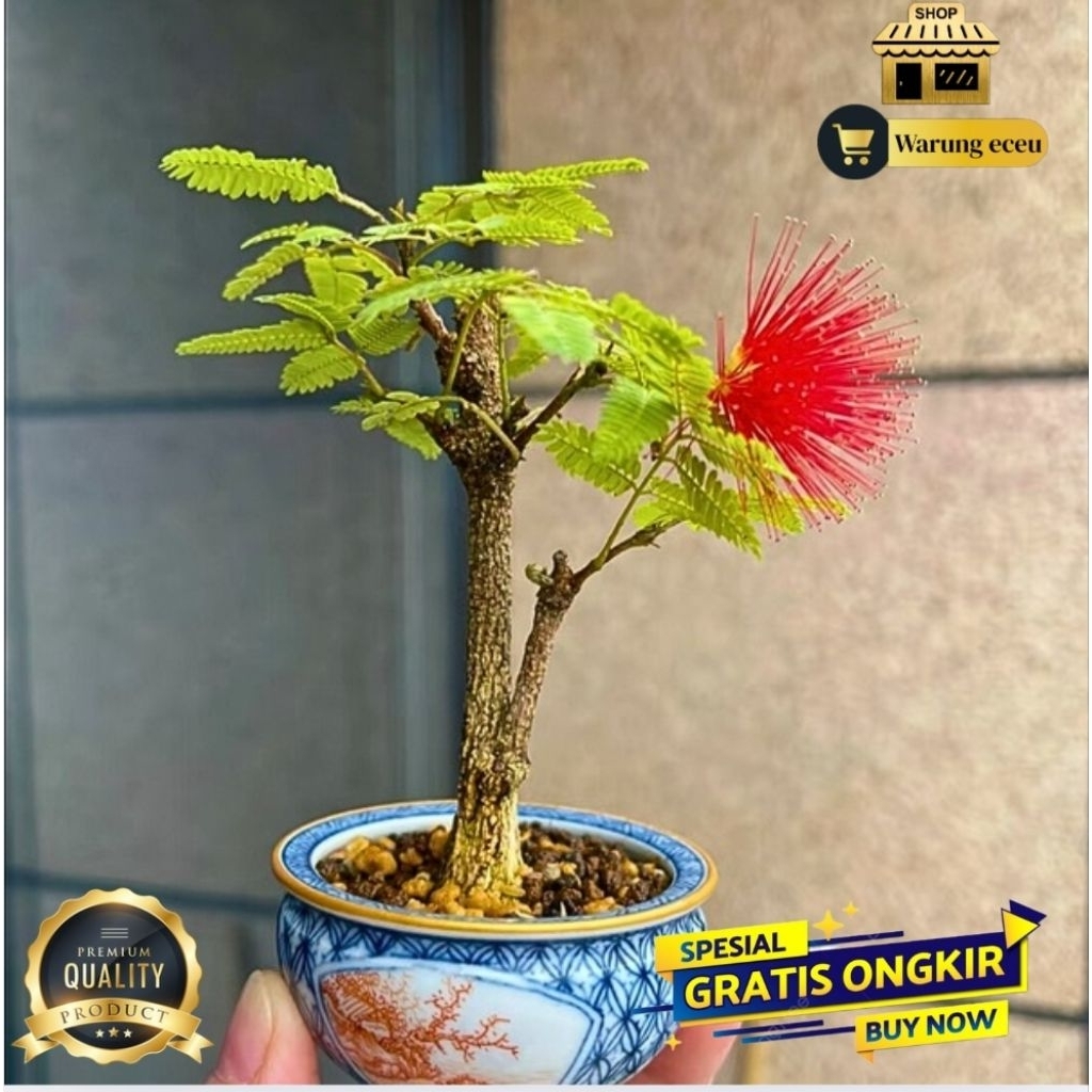 Jual Bahan Bonsai Silk Tree Flower pohon Kaliandra | Tanaman Mini Indah ...