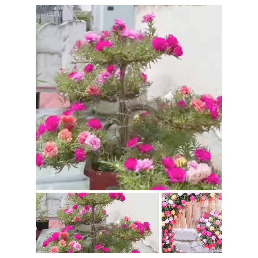 Jual bunga krokot 40 batang warna campur stek siap tanam | Shopee Indonesia