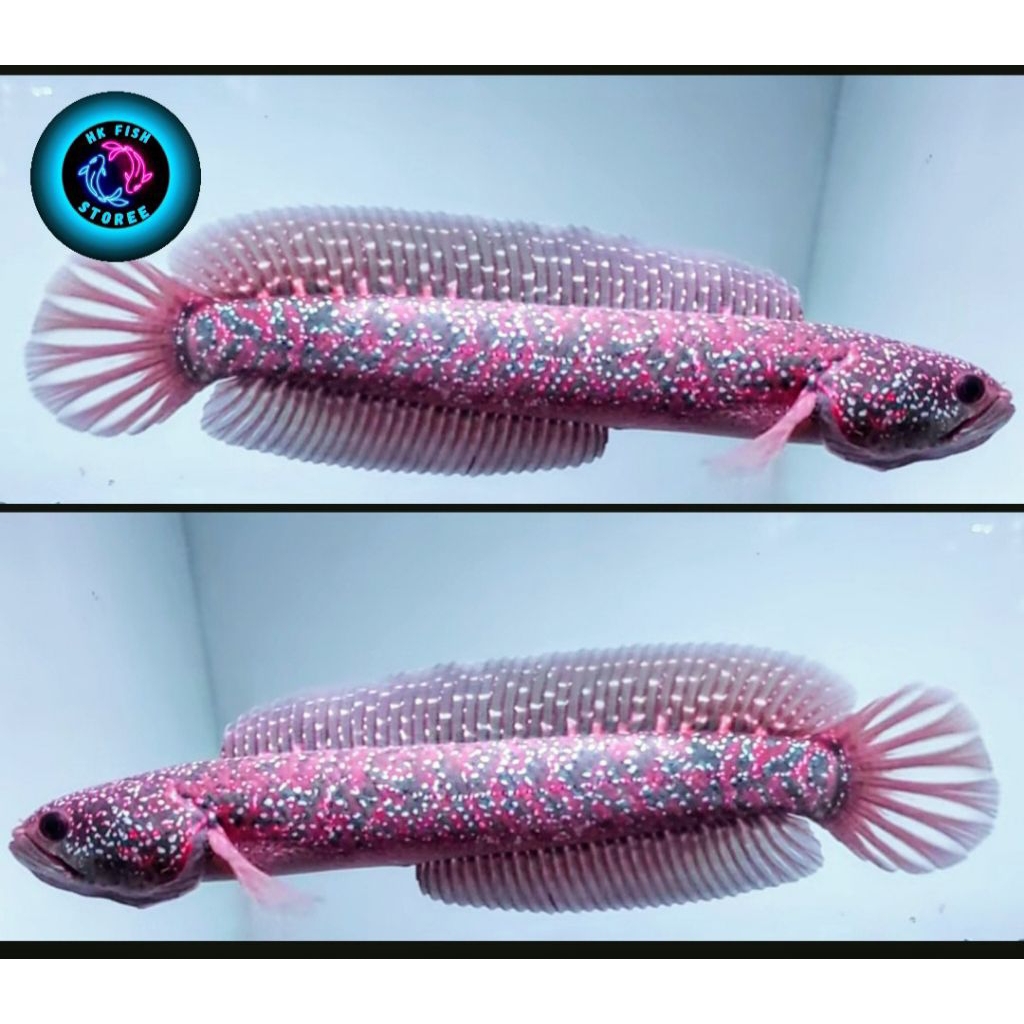 Jual ( C O D ) Asiatica Rsp kalimaya ( 8-10 Cm ) Bahan progres | Shopee ...