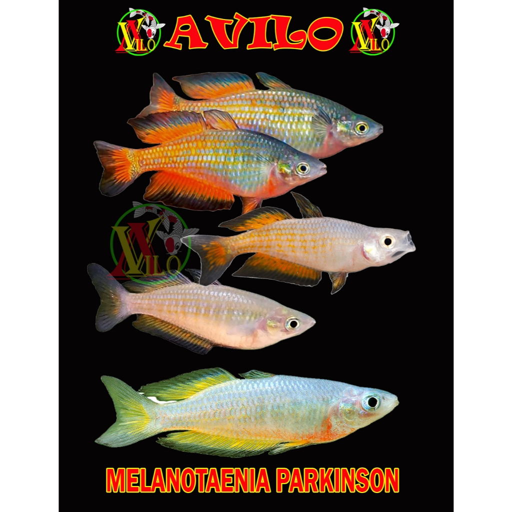 Jual ikan gerombolan rainbow parkinson ukuran kecil masih pucat ...