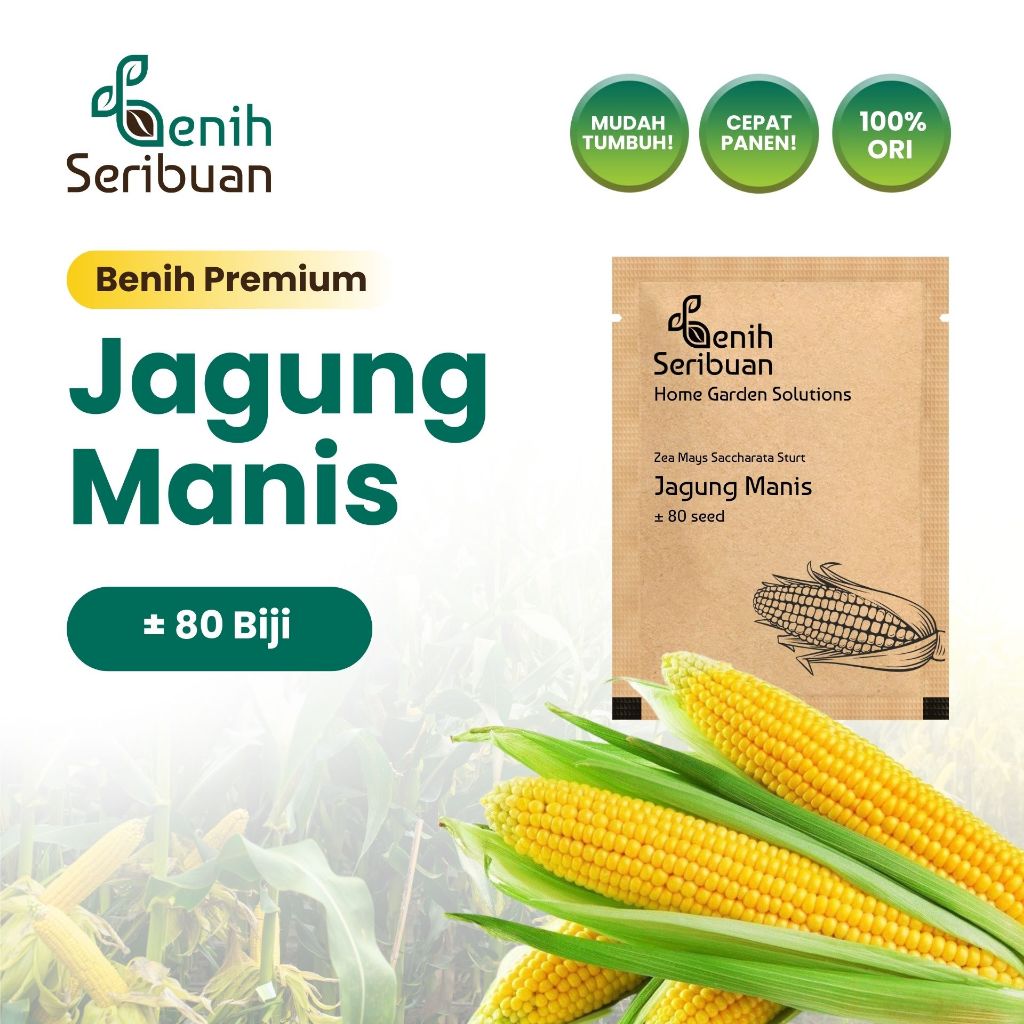 Benih Seribuan - Benih Sayuran Jagung Manis Unggul