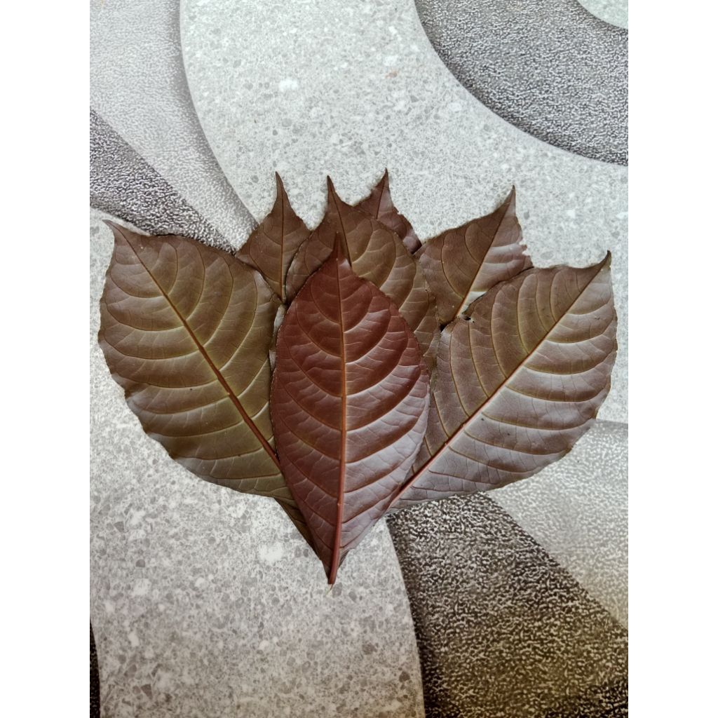 Jual daun ungu segar / daun handeuleum isi 50 lembar | Shopee Indonesia