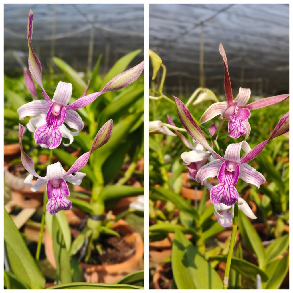 Jual Anggrek Dendrobium Rabbit Pink Dewasa Siap Bunga | Shopee Indonesia